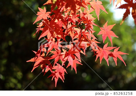 赤く色づくもみじの葉にピントを合わせてバックの景色をぼかして撮影した風景 85263258