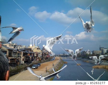 京都の鴨川と餌付けで集まるカモメたち。空飛ぶカモメ。 85263277