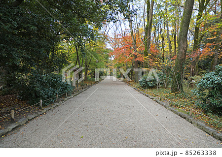 下鴨神社の糺の森 85263338