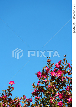 快晴の空のコピースペースと山茶花の花 85264275