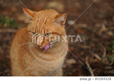 野良猫の可愛い茶トラと甥の黒猫兄弟が仲良く寒い冬を過ごす 野良猫の可愛い茶トラと甥の黒猫兄弟が仲良く寒い冬を過ごす 85264328