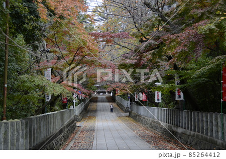 京都　向日神社の紅葉 85264412