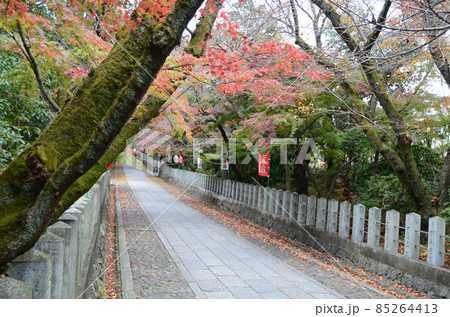 京都 向日神社の紅葉 京都 向日神社の紅葉 85264413