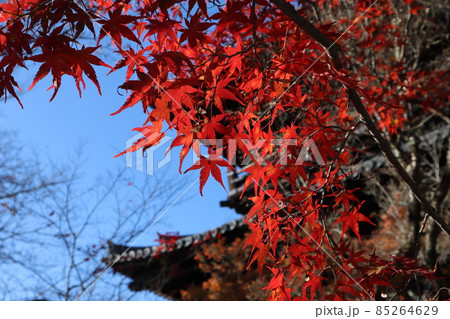赤く色づく紅葉したもみじの葉にピントを合わせて青空と冬枯れの樹と山門をぼかした風景 赤く色づく紅葉したもみじの葉にピントを合わせて青空と冬枯れの樹と山門をぼかした風景 85264629