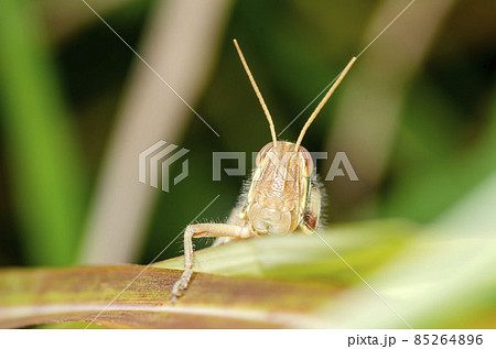 ツチイナゴ 85264896