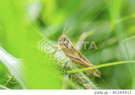 ツチイナゴ ツチイナゴ 85264911