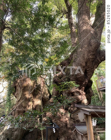 熱海　来宮神社　御神木 85265020