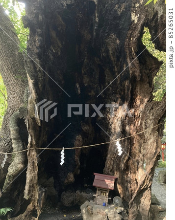 熱海　来宮神社　御神木 85265031
