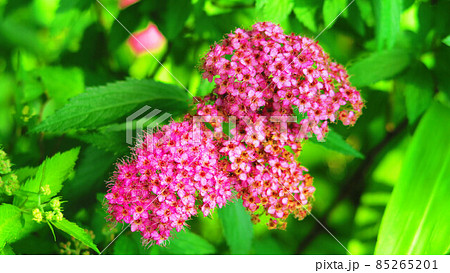 シモツケの花のある風景 85265201