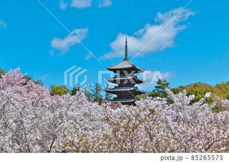 御室桜を前景に快晴の青空を背景にした仁和寺五重塔 御室桜を前景に快晴の青空を背景にした仁和寺五重塔 85265573
