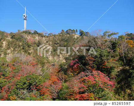 日本平デジタルタワーと有度山の紅葉 85265597