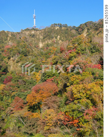 日本平デジタルタワーと有度山の紅葉 日本平デジタルタワーと有度山の紅葉 85265599