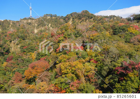 日本平デジタルタワーと有度山の紅葉 85265601