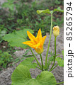 黄色いズッキーニの花 85265794