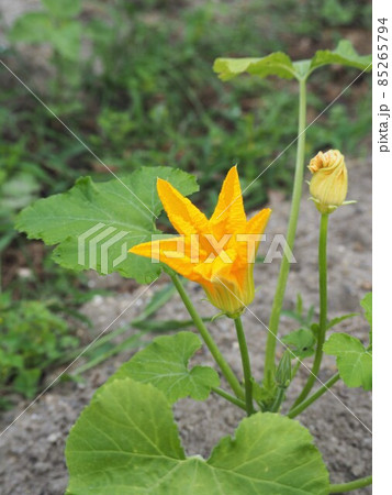 黄色いズッキーニの花 85265794