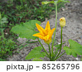 黄色いズッキーニの花 85265796