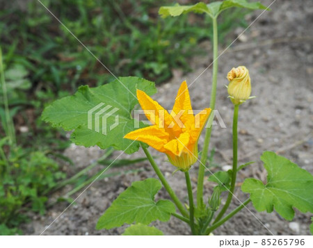 黄色いズッキーニの花 85265796