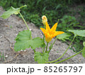 黄色いズッキーニの花 85265797