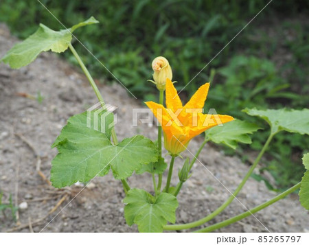 黄色いズッキーニの花 85265797