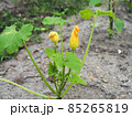 ズッキーニの蕾 85265819