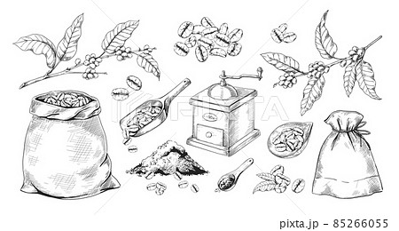 Engraved blend coffee. Hand drawn tree branch with beans. Full sack of Arabica and vintage grinder sketch. Aromatic powder heap. Retro mill and spoons. Vector isolated elements set Engraved blend coffee. Hand drawn tree branch with beans. Full sack of Arabica and vintage grinder sketch. Aromatic powder heap. Retro mill and spoons. Vector isolated elements set 85266055