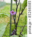 夏の畑に咲く茄子の花 85266085