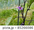 夏の畑に咲く茄子の花 85266086