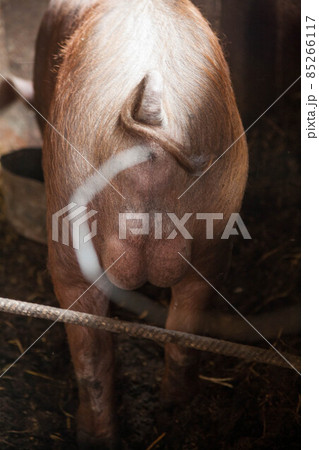 Piglet on spring green grass on a farm 85266117