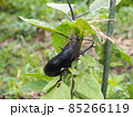 夏の畑に実った茄子 85266119