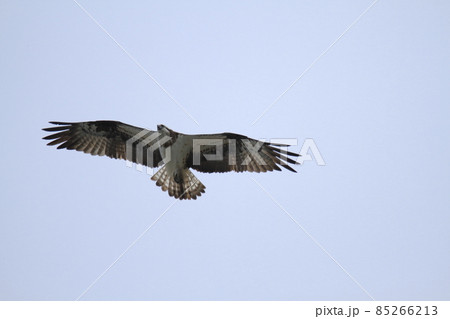 大牟田市　三池港　飛翔するミサゴ、 85266213