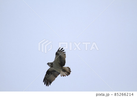 大牟田市　三池港　飛翔するミサゴ、 85266214