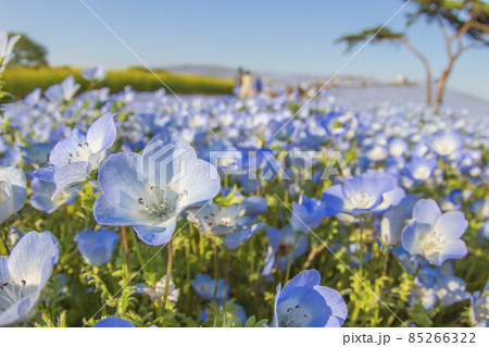 国営ひたち海浜公園のネモフィラ花畑 茨城県 ひたちなか市 の写真素材