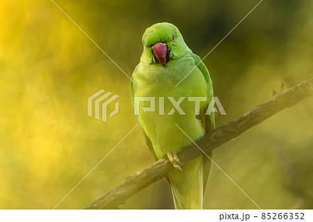 Indian ringneck parakeet: animal pest alert | Agriculture and Food