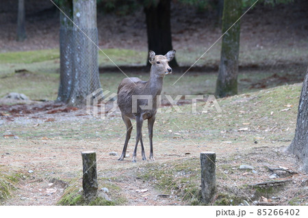 警戒している鹿 警戒している鹿 85266402