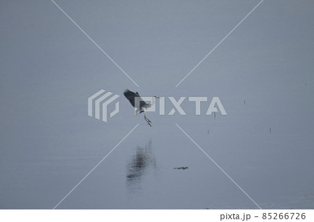 荒尾市 大島海岸 アオサギ、 荒尾市 大島海岸 アオサギ、 85266726