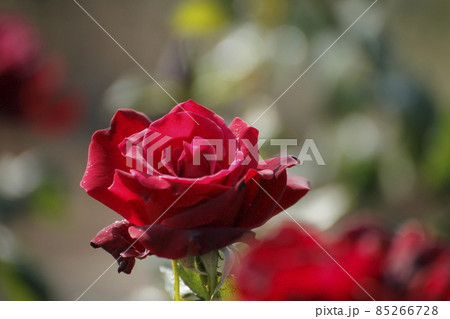 荒尾市 おもやい市民花壇 バラの花、 荒尾市 おもやい市民花壇 バラの花、 85266728