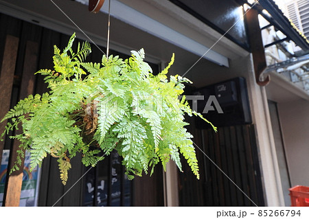 軒先に下げられた釣忍　つりしのぶ 85266794