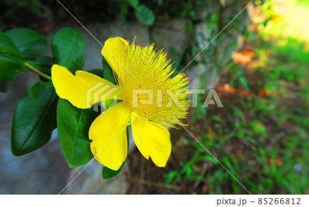 ヒペリカム・カリシナムの花 ヒペリカム・カリシナムの花 85266812