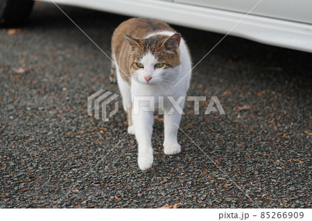 真冬の寒さでも野良猫のオスが縄張りを見回る 85266909
