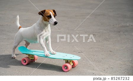 Jack russell terrier dog rides a penny board outdoors Jack russell terrier dog rides a penny board outdoors 85267232
