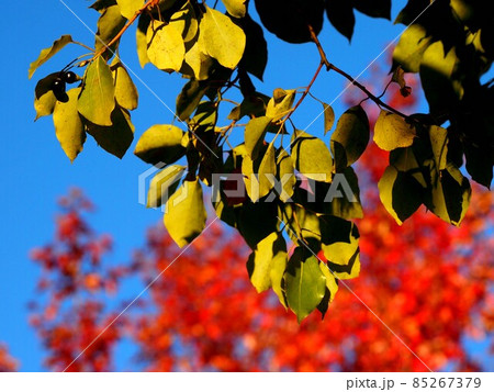 朝日を浴びたクスノキの葉っぱ（日ざしを浴びて黄色くきらめく楠の葉） 85267379