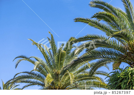 【ハワイイメージ】ヤシの木と快晴の青空 85267397