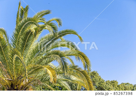 【ハワイイメージ】ヤシの木と快晴の青空 【ハワイイメージ】ヤシの木と快晴の青空 85267398