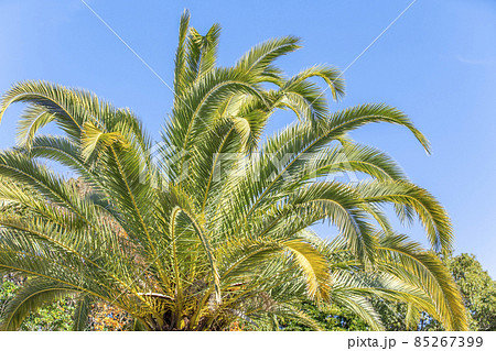 【ハワイイメージ】ヤシの木と快晴の青空 【ハワイイメージ】ヤシの木と快晴の青空 85267399