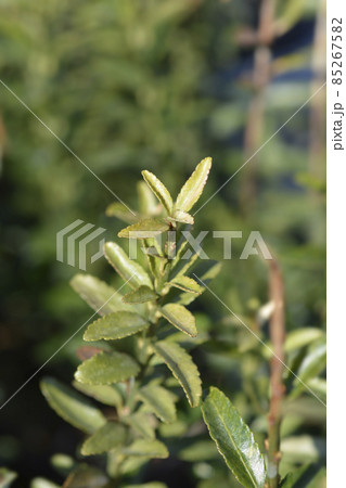 Japanes spindle Microphyllus 85267582