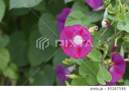 Common morning glory Common morning glory 85267588