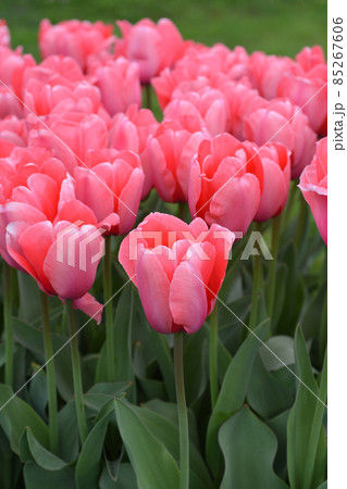 Tulip Pink Impression Tulip Pink Impression 85267606