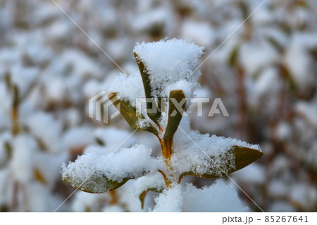 木 目 雪景色 85267641