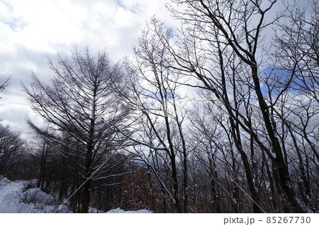木 外 寒い 85267730