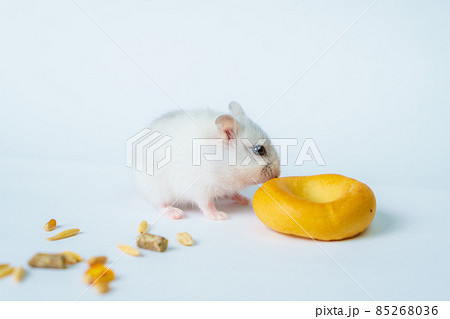 Small white hamster, on a white background. 85268036